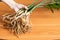 A woman`s hand holds the stems of a Zamioculcas home flower with a pruned root system for planting in a new soil.