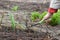 Woman& x27;s hand loosen soil garden bed with chopper tool. Gardener woman planting seeds in spring garden. Home