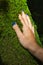 Woman`s hand with painted nails touching moss
