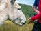 Woman`s hand petting or gentle stroking a cute donkey