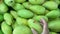 A woman\\\'s hand is picking fresh green mangoes