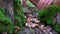 Woman`s hand picking mushrooms