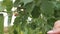 Woman`s hand picking up from the branch and eating ripe mulberries, a walk in the garden of fruit trees, a healthy snack on nature