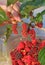 Woman`s Hand Picking Vibrant Red Ripening Mulberry Fruits for Cooking Jam