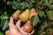 Woman`s hand pluck ripe pear fruit fruits in Sunny garden on farm