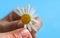 A woman`s hand plucks the petals of a camomile , daisies . Romantic image in a minimalist style. The concept of fortune-telling o