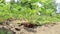 Woman`s hand plucks strawberries from bush