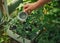 A woman`s hand pours water on the seedlings in pots. Tomato sprouts in the greenhouse