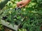 A woman`s hand pours water on the seedlings in pots. Tomato sprouts in the greenhouse