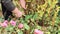 A woman`s hand with a pruner cuts off the dense stems in the flower bed.