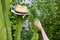 A woman`s hand reaches for a straw hat that hangs on a tall cactus