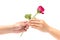 Woman`s hand is receiving a rose from man`s hand.