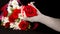 Woman's hand with red rosebud. Female hand in stylish knitted glove with flower head on black background with flower