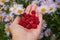 A woman`s hand with ripe forest raspberries on a background of lilac daisies