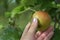 A woman`s hand rips a ripe apple from a branch