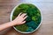 A woman`s hand on the round panel of green stabilized moss for ecological interior decoration of an office or apartment
