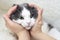 The woman`s hand in the shape of a heart, owner holds her cute lop-eared cat on a light background