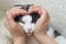 The woman`s hand in the shape of a heart, owner holds her cute lop-eared cat on a light background