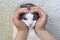 The woman`s hand in the shape of a heart, owner holds her cute lop-eared cat on a light background