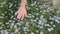 Woman's hand stroking flowering flax plants in the field