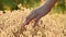 Woman`s hand stroking fluffy grass