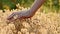 Woman`s hand stroking fluffy grass