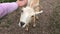 Woman`s hand stroking goat outdoors