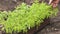 Woman's hand stroking green seedlings in container on street in windy weather. Unrecognizable person gently touching