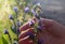 Woman`s hand takes Blue melliferous flowers - Blueweed Echium vulgare  is a medicinal plant. Macro