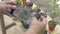 Woman`s hand taking photo of little potted plants with mobile phone for social online trading.