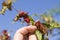 Woman`s hand is tearing distorted, deformed peach tree leaves.