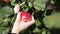 A woman`s hand tears off a red apple from an apple tree.