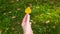 A Woman\\\'s Hand Tenderly Grasps a Yellow Birch Leaf Amidst the Backdrop of a Green Lawn Adorned with Delicately Fallen Leaves