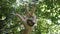 A woman`s hand with three fingers raised holds the fruit of a walnut. A three-finger symbol characteristic of Serbs and Serbia