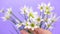 Woman`s hand touches blooming Zephyranthes flowers, carefully grown at home.