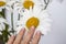 A woman\\\'s hand touches a daisy. Medium plan, selective snapshot. Selective focus. The beauty industry