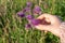 A woman`s hand touches a flower a lilac cornflower growing in a field