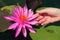 Woman`s Hand Touching a Gorgeous Vibrant Pink Flammea Water Lily with Care