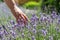 Woman`s hand touching lavender, feeling nature.