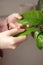 Woman`s hand touching leaves home plant. Houseplant care concept