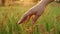 Woman`s hand touching spikelets close-up