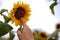 Woman`s hand touching sunflower in flower garden