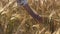 Woman`s hand in a wheat field