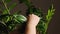 A woman's hand wipes dust off the leaves of a beautiful houseplant, Zamioculcas. Concept of growing houseplants