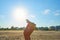 Woman`s hand with a yellow butterfly, on a background of blue sky and the sun. Freedom, ok, happiness concept