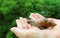Woman`s hands bringing a little brown snail back to the nature, blurred green bush in background