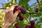 Woman`s hands collect ripe plum in the garden on a blurred green background. Harvesting plum.Farming and gardening