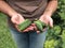 Woman`s hands with freshly cucumber