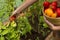 Woman`s hands harvesting fresh organic tomatoes