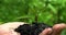 Woman`s hands hold green small plant, water pours on the soil. Close up side view on green background.